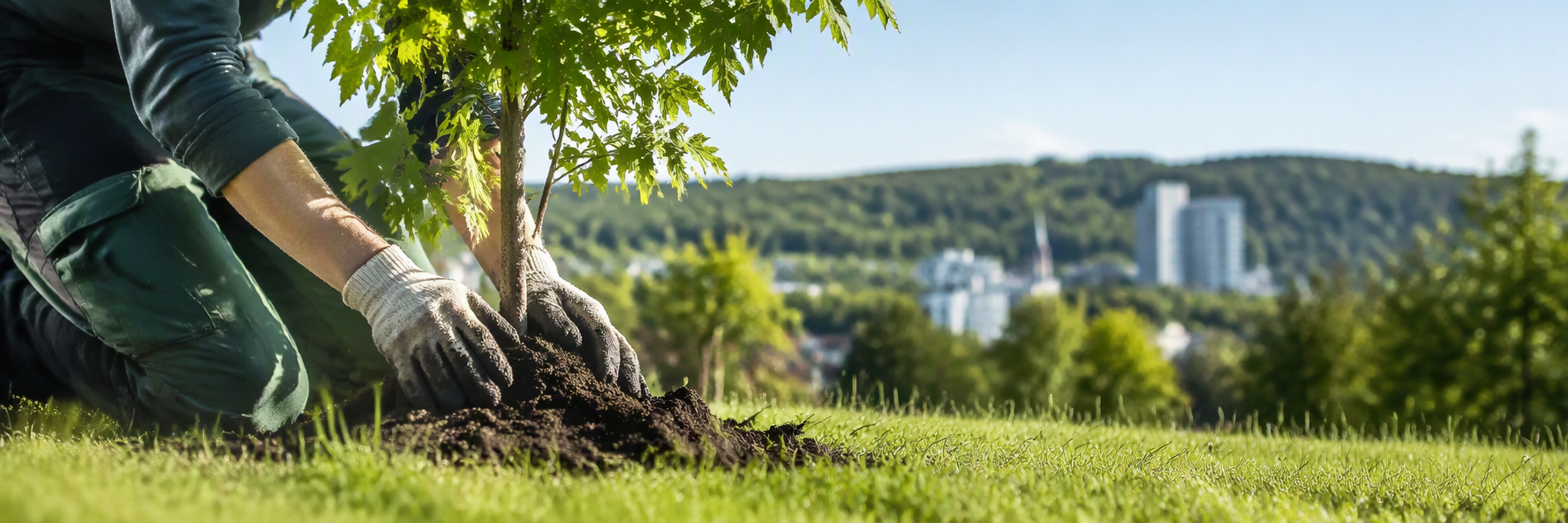 Bäume für jede Website: Gemeinsam online Wald pflanzen